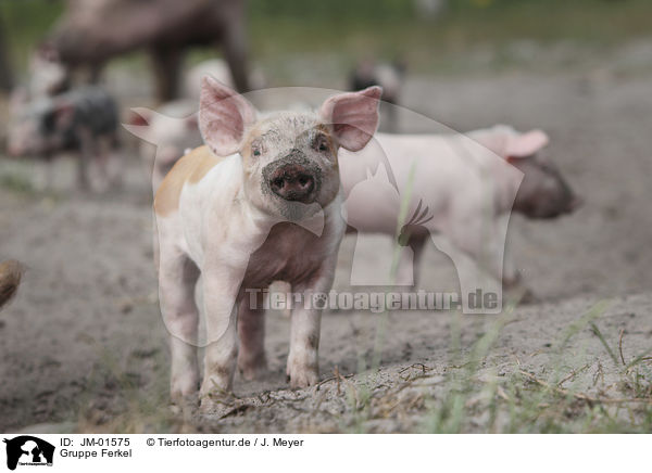 Gruppe Ferkel / group of piglets / JM-01575