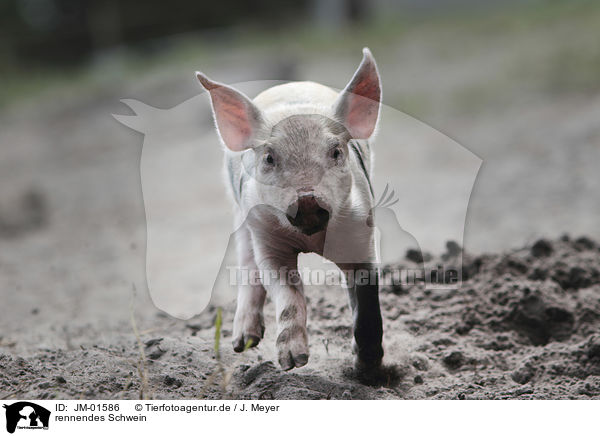 rennendes Schwein / running pig / JM-01586