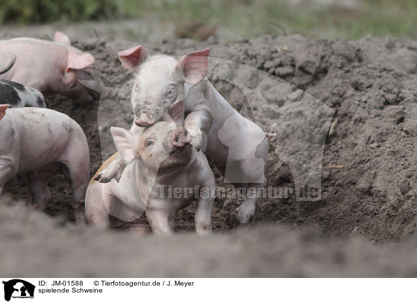 spielende Schweine / playing pigs / JM-01588