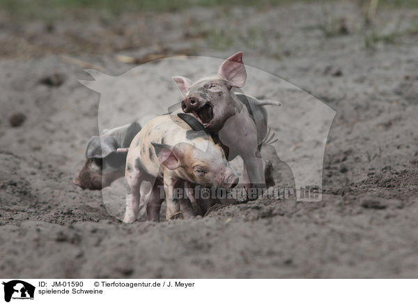 spielende Schweine / playing pigs / JM-01590