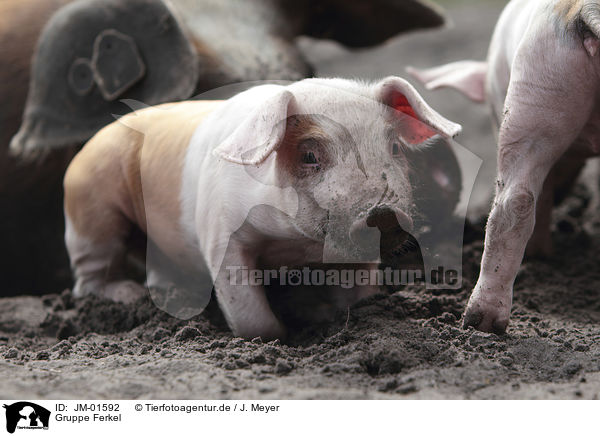 Gruppe Ferkel / group of piglets / JM-01592
