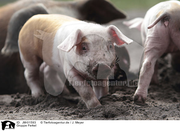 Gruppe Ferkel / group of piglets / JM-01593
