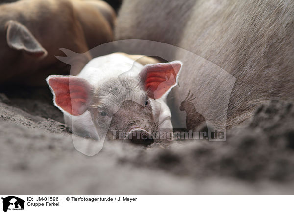 Gruppe Ferkel / group of piglets / JM-01596