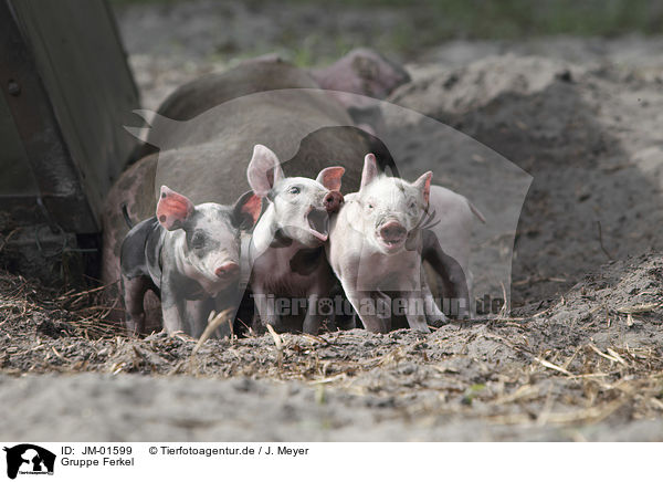 Gruppe Ferkel / group of piglets / JM-01599