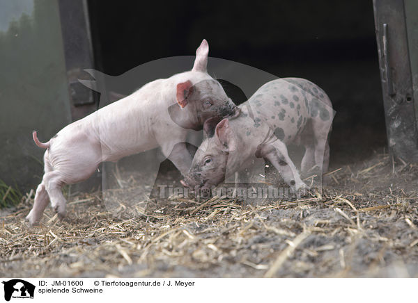 spielende Schweine / playing pigs / JM-01600