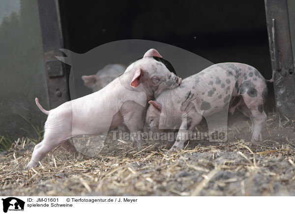 spielende Schweine / playing pigs / JM-01601