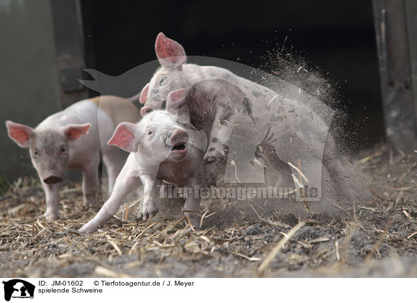 spielende Schweine / playing pigs / JM-01602