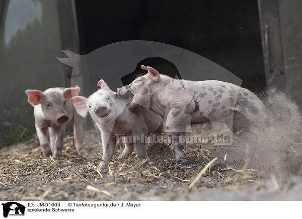 spielende Schweine / playing pigs / JM-01603