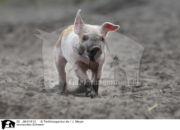 rennendes Schwein / running pig / JM-01612