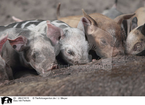 Sau mit Ferkeln / Pig with piglets / JM-01615