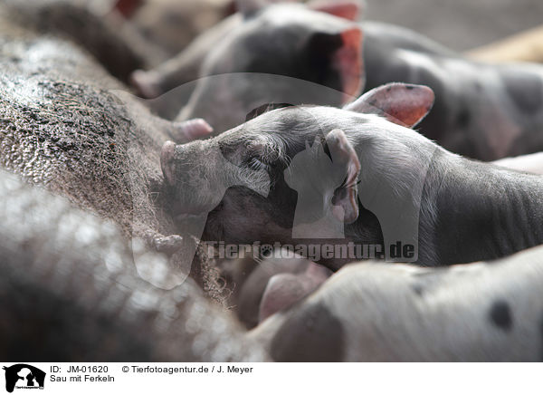 Sau mit Ferkeln / Pig with piglets / JM-01620