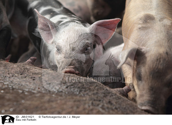Sau mit Ferkeln / Pig with piglets / JM-01621