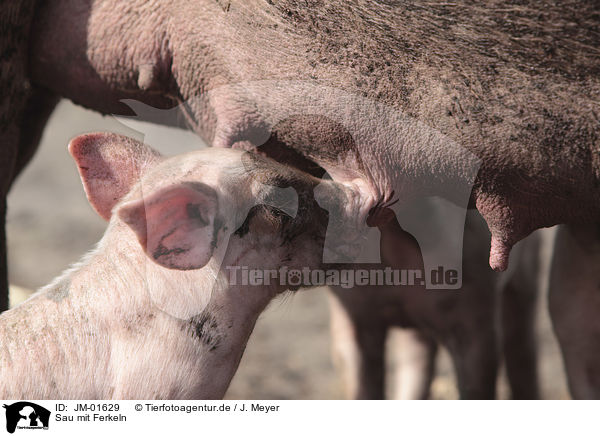 Sau mit Ferkeln / Pig with piglets / JM-01629