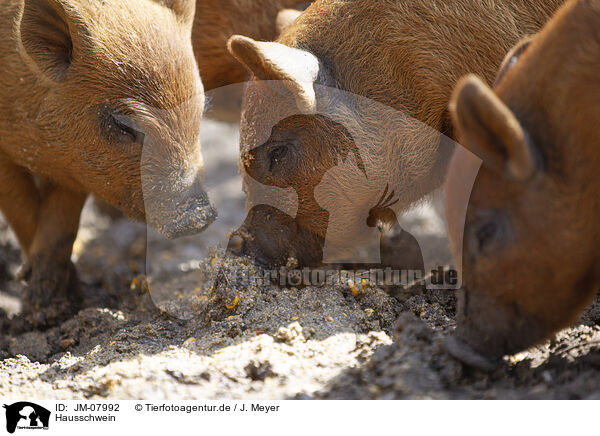 Hausschwein / domestic pig / JM-07992