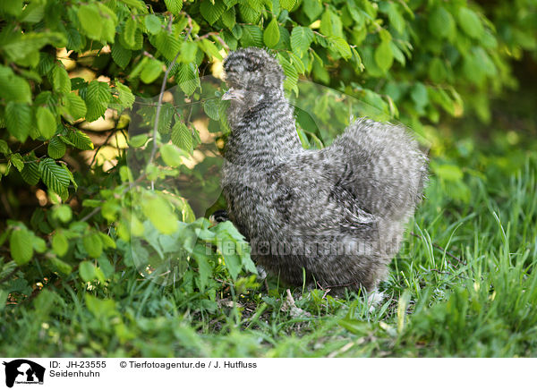 Seidenhuhn / silky chicken / JH-23555