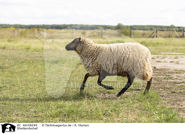 Shetlandschaf / Shetland sheep / AH-08249