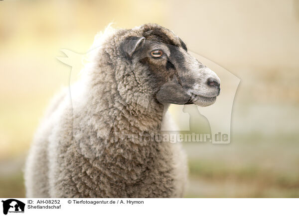 Shetlandschaf / Shetland sheep / AH-08252