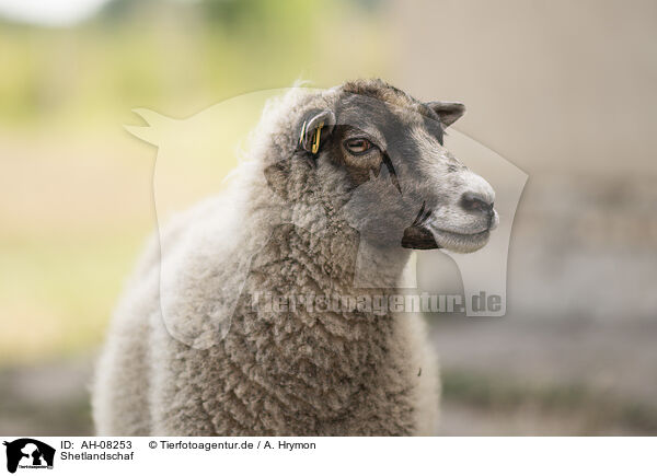 Shetlandschaf / Shetland sheep / AH-08253