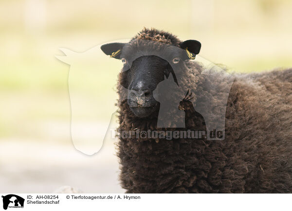 Shetlandschaf / Shetland sheep / AH-08254