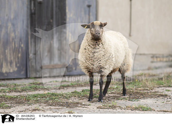 Shetlandschaf / Shetland sheep / AH-08263