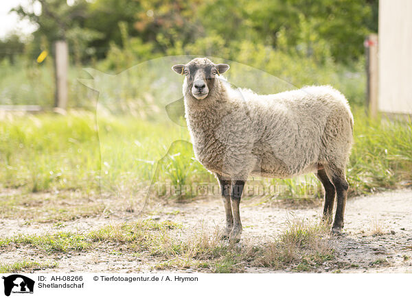 Shetlandschaf / Shetland sheep / AH-08266