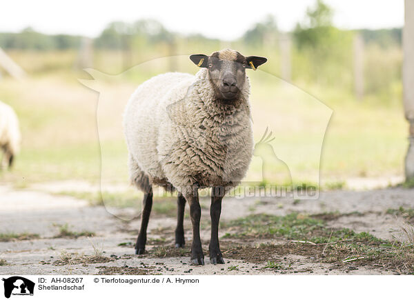 Shetlandschaf / Shetland sheep / AH-08267