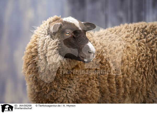 Shetlandschaf / Shetland sheep / AH-08268