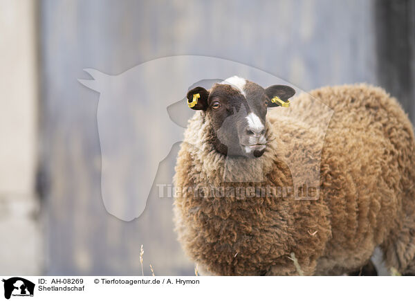 Shetlandschaf / Shetland sheep / AH-08269