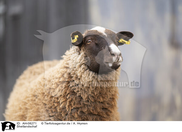 Shetlandschaf / Shetland sheep / AH-08271