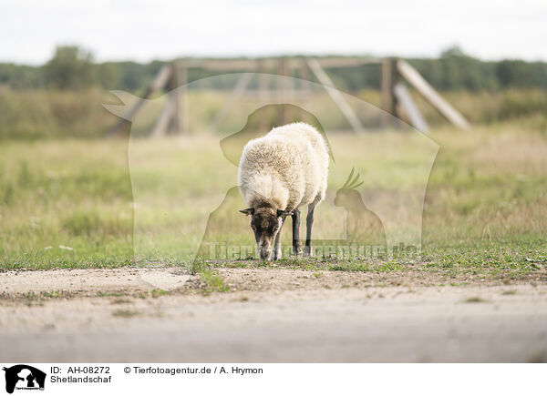 Shetlandschaf / Shetland sheep / AH-08272