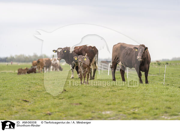Shorthorn-Rinder / Shorthorn cattle / AM-06008