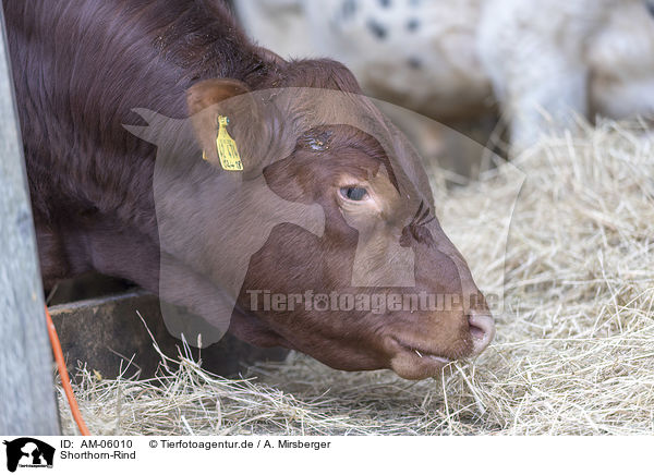 Shorthorn-Rind / Shorthorn cattle / AM-06010