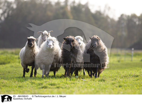 Spaelsau Schafe / Spaelsau sheeps / JM-09843