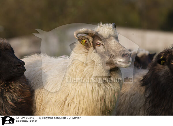 Spaelsau Schaf / Spaelsau sheep / JM-09847