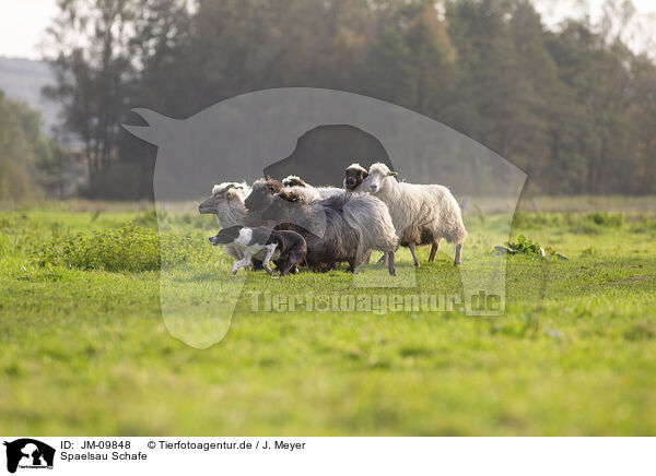 Spaelsau Schafe / Spaelsau sheeps / JM-09848