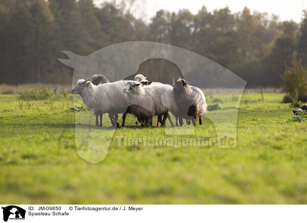 Spaelsau Schafe / Spaelsau sheeps / JM-09850
