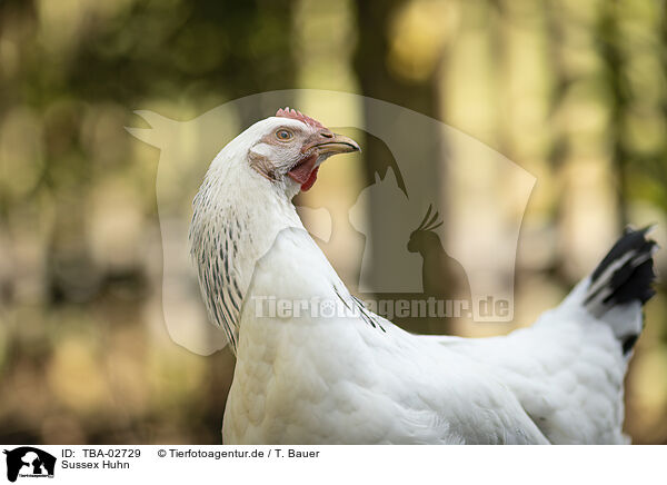 Sussex Huhn / TBA-02729