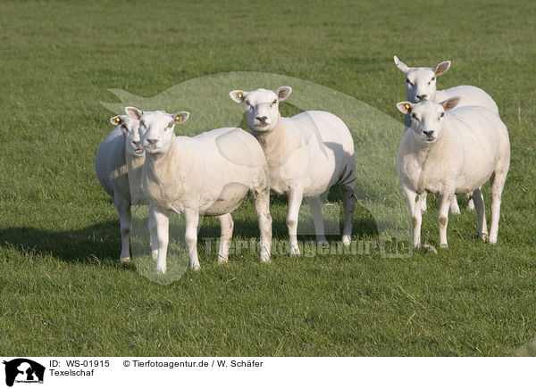 Texelschaf / sheep / WS-01915