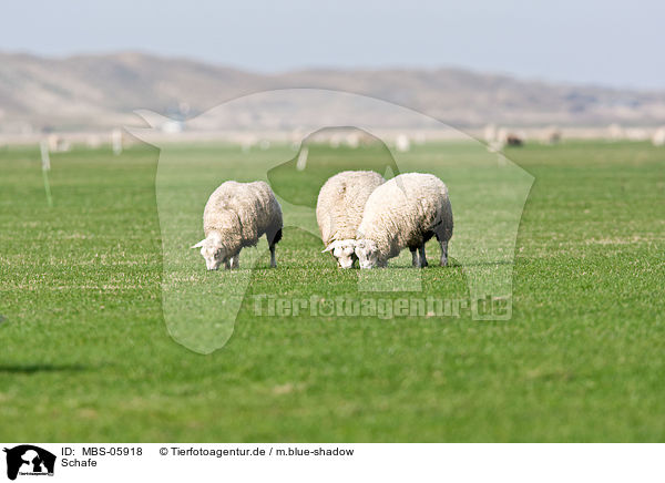 Schafe / sheeps / MBS-05918
