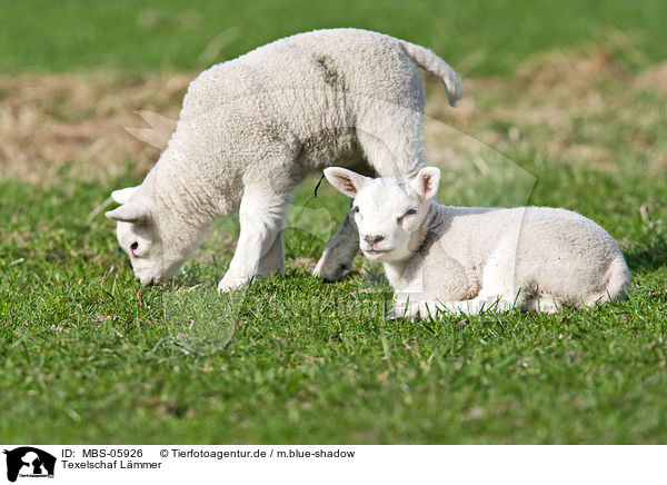 Texelschaf Lmmer / lambs / MBS-05926