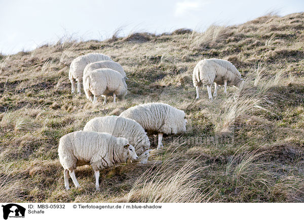 Schafe / sheeps / MBS-05932