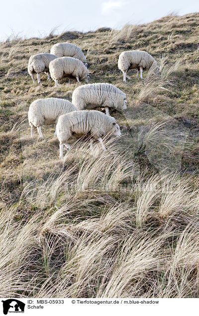 Schafe / sheeps / MBS-05933