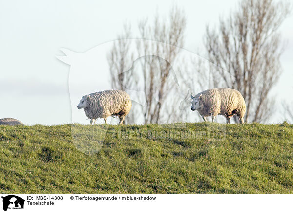 Texelschafe / Texel sheeps / MBS-14308