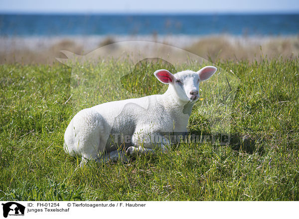 junges Texelschaf / young Texel Sheep / FH-01254