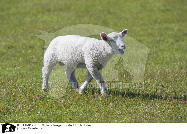 junges Texelschaf / young Texel Sheep / FH-01256