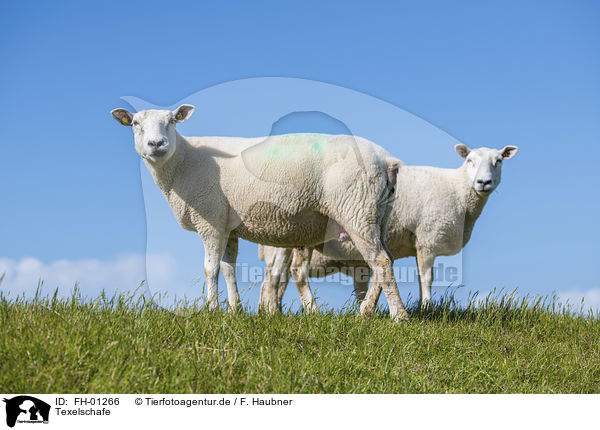 Texelschafe / Texel Sheeps / FH-01266