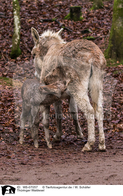 Thringer Waldesel / Thuringian Forest Donkeys / WS-07057