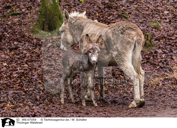 Thringer Waldesel / Thuringian Forest Donkeys / WS-07059