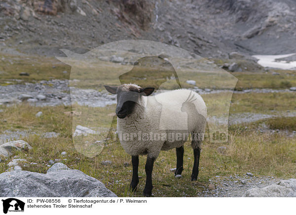 stehendes Tiroler Steinschaf / standing Alpine stone sheep / PW-08556