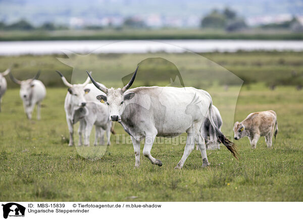 Ungarische Steppenrinder / grey cattle / MBS-15839